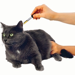 Med Vet International&nbsp;Glass Eye Dropper, 1mL, J0824, 5 Pack
