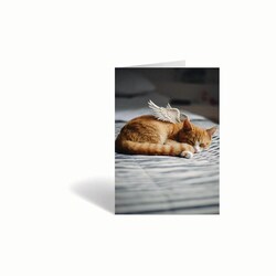 Med Vet International&nbsp;Sympathy Cards, Freedom, J1483B, 10/Pack