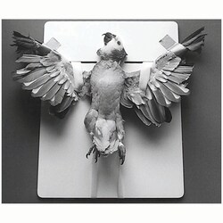 Med Vet International&nbsp;Avian Positioner, 18in x 18in, J0381P, Each