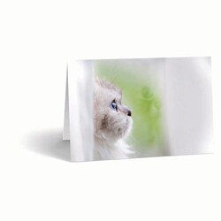 Med Vet International&nbsp;Sympathy Cards, Contemplation, J1483D, 10/Pack