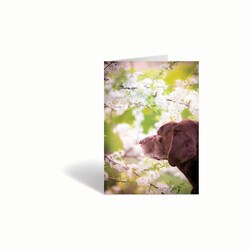 Med Vet International&nbsp;Sympathy Cards, Season Change, J1483E, 10/Pack