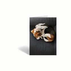 Med Vet International&nbsp;Sympathy Cards, Peace, 10/Pack, J1483C