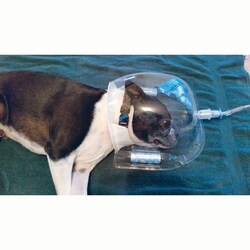 Med Vet International&nbsp;Oxydome Oxygen Hood System, J1289, Each