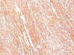 Biotium&nbsp;DOG-1(DG1/447), CF740 conjugate, 0.1mg/mL