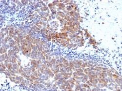 Biotium&nbsp;Topoisomerase (DNA) I, Mitochondrial (TOP1MT)(TOP1MT/568),  CF740 conjugate, 0.1mg/mL