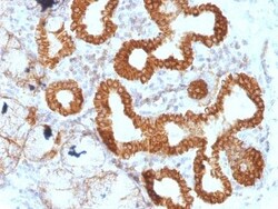 Biotium&nbsp;CD95(B-R18), CF740 conjugate, 0.1mg/mL