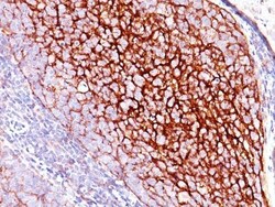 Biotium&nbsp;CD35 / CR1(E11), CF740 conjugate, 0.1mg/mL