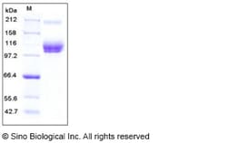 Sino Biological Recombinant Mouse CD166/ALCAM Protein (His & hFc Tag),