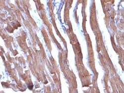 Biotium Liver Canuliculi(HSA98), CF740 conjugate, 0.1mg/mL, Quantity: Each