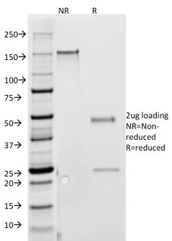 Biotium Interferon gamma (IFNG)(G-23), CF740 conjugate, 0.1mg/mL, Quantity: