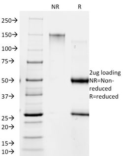 Biotium&nbsp;Giardia lamblia(BB1.1E5),  CF740 conjugate, 0.1mg/mL