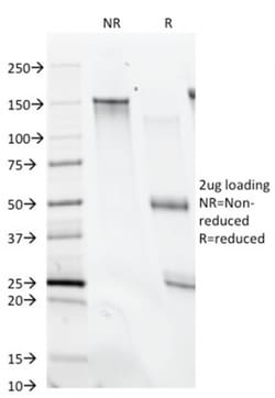 Biotium&nbsp;CD28(C28/74),  CF740 conjugate, 0.1mg/mL