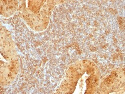 Biotium Cytochrome C (Mitochondrial Marker)(7H8.2C12), CF740 conjugate,