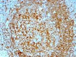 Biotium&nbsp;CD74(BU45), CF740 conjugate, 0.1mg/mL