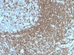 Biotium CD50 (ICAM-3)(186-2G9), CF740 conjugate, 0.1mg/mL, Quantity: Each