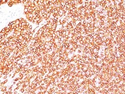 Biotium&nbsp;CD45RB(BRA-11G), CF740 conjugate, 0.1mg/mL