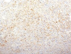 Biotium&nbsp;Fibronectin(TV-1), CF740 conjugate, 0.1mg/mL