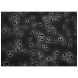 MSC&nbsp;ISOPORE MEMBRANE FILTER