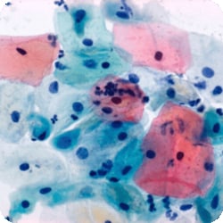Ethos Biosciences&nbsp;Papanicolaou Stain EA-50, 1gal, Ethos