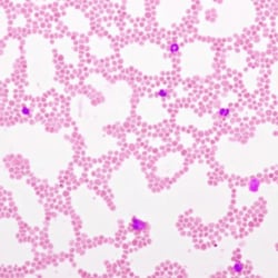 Ethos Biosciences&nbsp;Wright-Giemsa Stain Pack, 1set, Ethos