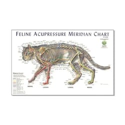 Med Vet International&nbsp;Feline Acupressure Meridian Chart, 11in x 17in, J1125F, Each