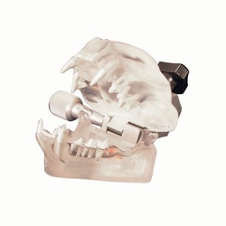 Med Vet International&nbsp;Feline Dental Model (Clear), J0770F
