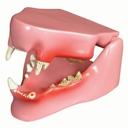 Med Vet International&nbsp;Feline Pathology Dental Model, J0771C