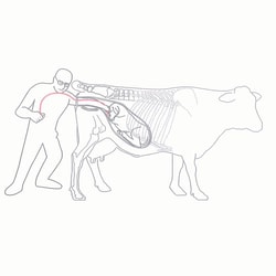 Med Vet International&nbsp;Kramer Curve Calf Snare, J0099K, Each