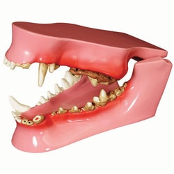 Med Vet International&nbsp;Canine Pathology Dental Model, J0771