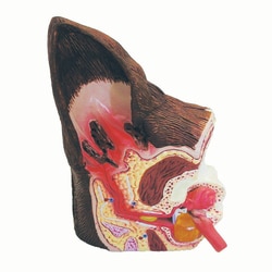 Med Vet International&nbsp;Ear Model, J0772