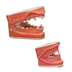 Med Vet International&nbsp;Pathology Dental Models, Set of Both Models, J0771S