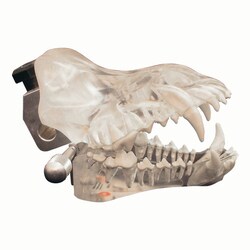 Med Vet International&nbsp;Canine Dental Model (Clear), J0770D