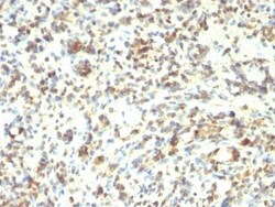 Biotium&nbsp;MyoD1(5.8A + MYD712), CF740 conjugate, 0.1mg/mL