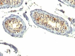 Biotium&nbsp;TGFalpha(P/T1), CF740 conjugate, 0.1mg/mL