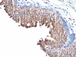 Biotium&nbsp;Cytokeratin 10(LH2), CF740 conjugate, 0.1mg/mL
