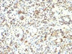 Biotium&nbsp;MyoD1(5.8A + MYD712), CF740 conjugate, 0.1mg/mL