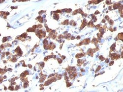 Biotium&nbsp;Thyroglobulin(2H11 + 6E1), CF740 conjugate, 0.1mg/mL