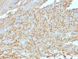 Biotium&nbsp;DOG-1(DG1/447 + DOG1.1), CF740 conjugate, 0.1mg/mL