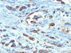 Biotium&nbsp;Cdc20(AR12), CF740 conjugate, 0.1mg/mL