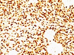 Biotium&nbsp;MyoD1(MYD712), CF740 conjugate, 0.1mg/mL