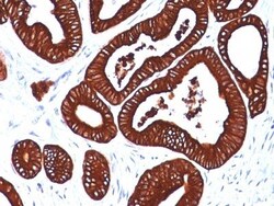 Biotium&nbsp;Cytokeratin 19(BA17), CF740 conjugate, 0.1mg/mL