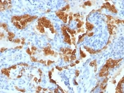 Biotium&nbsp;Cytokeratin 8(H1 + TS1), CF740 conjugate, 0.1mg/mL