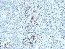 Biotium&nbsp;Kappa Light Chain(TB28-2), CF740 conjugate, 0.1mg/mL