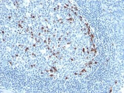 Biotium&nbsp;Human Kappa Light Chain(KLC709), CF740 conjugate, 0.1mg/mL