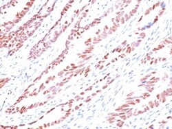 Biotium&nbsp;p57 / KIP2(KP10), CF740 conjugate, 0.1mg/mL