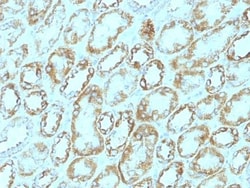 Biotium&nbsp;CD171 / L1CAM (L1 Cell Adhesion Molecule)(UJ127), CF740 conjugate, 0.1mg/mL