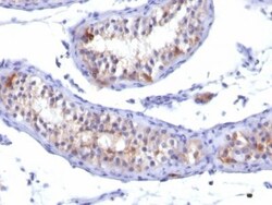 Biotium&nbsp;Prolactin Receptor(PRLR/742), CF740 conjugate, 0.1mg/mL