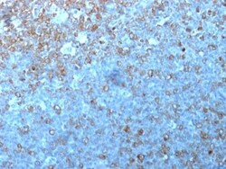 Biotium&nbsp;p34 / cdk1(POH-1), CF740 conjugate, 0.1mg/mL