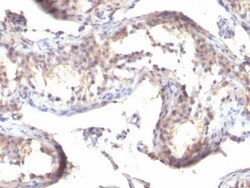 Biotium&nbsp;TGFalpha(MF9), CF740 conjugate, 0.1mg/mL