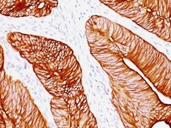 Biotium&nbsp;Cytokeratin 8(K8.8), CF740 conjugate, 0.1mg/mL